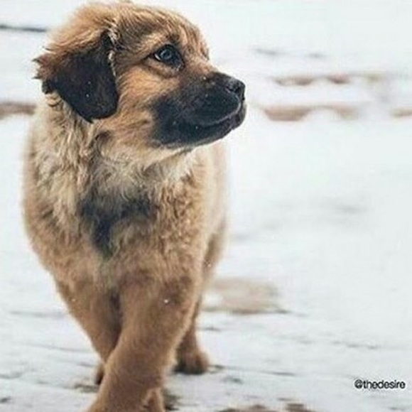 Meet your Posher, Skylla - Picture 1 of 1